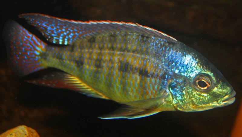 Protomelas virgatus 'Namalenje Island'